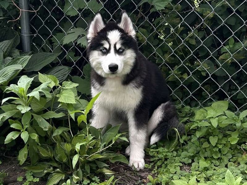Luna primary photo