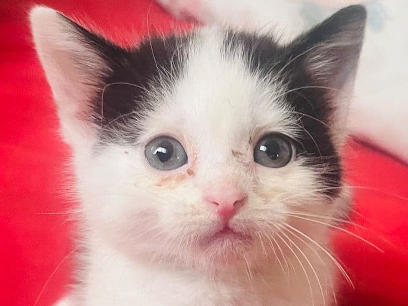 American Polydactyl 8 months old female named Lily for sale in Derby, England | Petmeetly