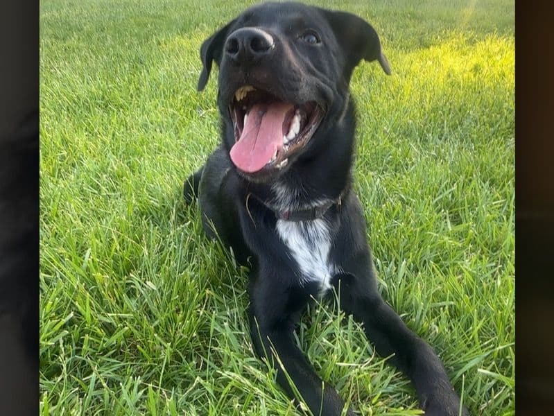 Borador 1 year old male medium named Cash for breeding in Portsmouth, Virginia | Petmeetly