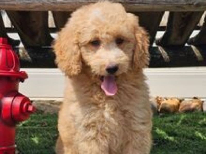 Bernedoodle 8 months old female small named Amal for sale | Petmeetly