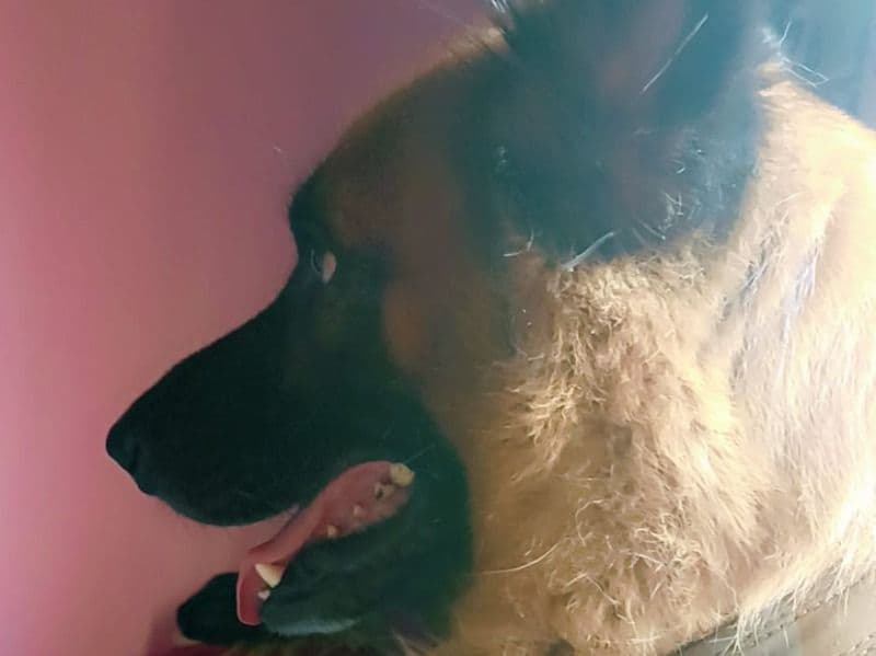 Czech German shepherd 4 years 4 months old male large named Diamond for breeding in South Chotanagpur Division, Jharkhand | Petmeetly