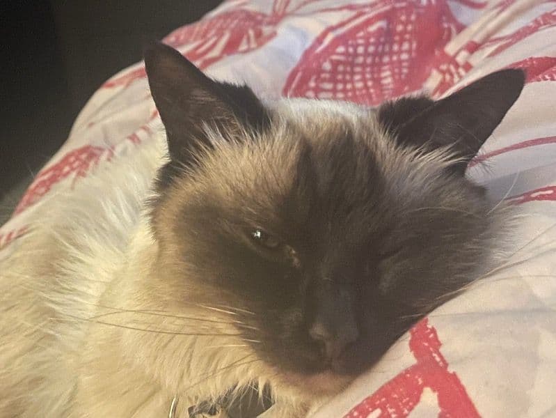 Ragdoll 3 years old female named J Lo for breeding in Merseyside, England | Petmeetly