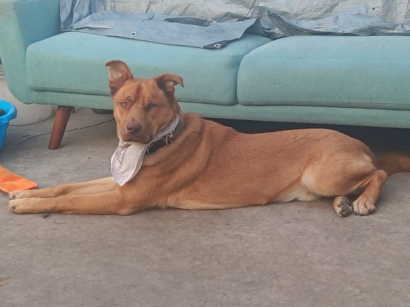 German Shepherd Husky 2 years 4 months old male large named Scooby Doo for breeding in Clark County, Nevada | Petmeetly