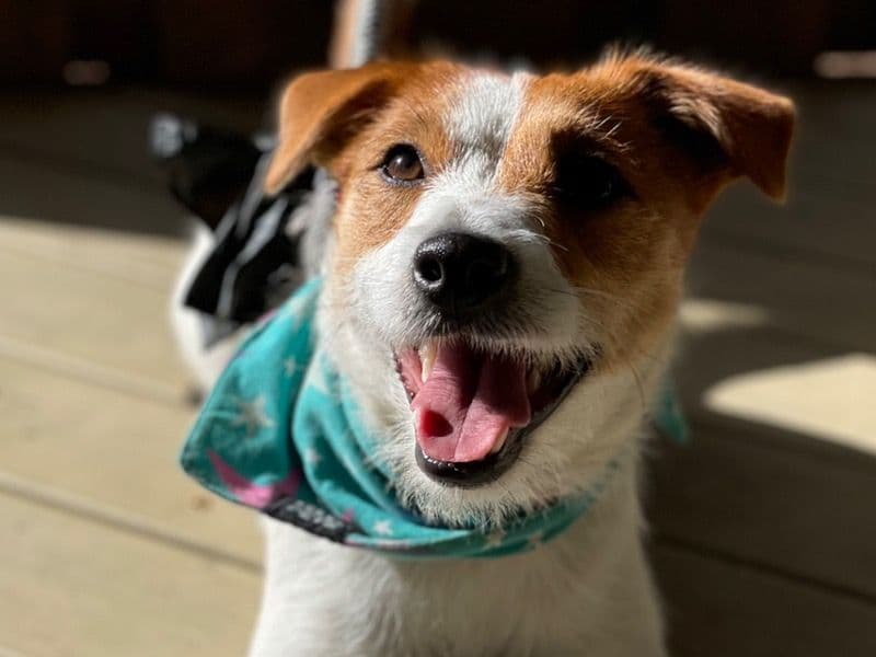 Lulu primary photo