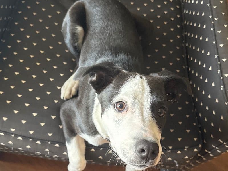 American PitBull Terrier 3 months old female small named Luna for sale in Tarrant County, Texas | Petmeetly