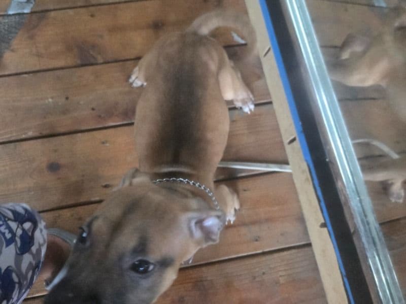 N\a - American PitBull Terrier | Petmeetly