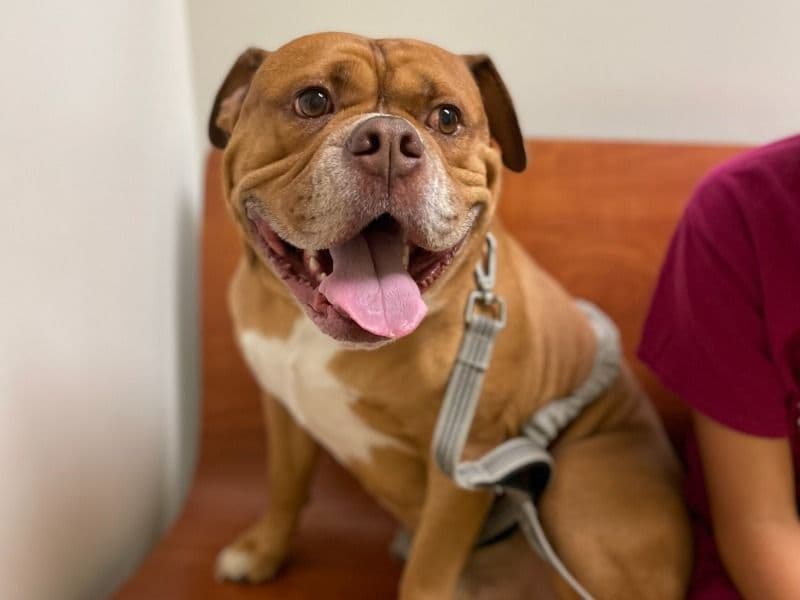 American Bulldog 8 years 2 months old male large named Diesel for breeding in Davis County, Utah | Petmeetly