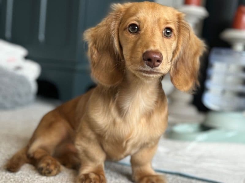 Spike primary photo