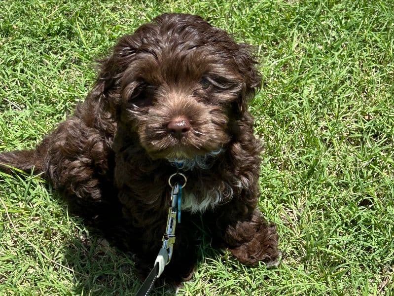 Hershey primary photo