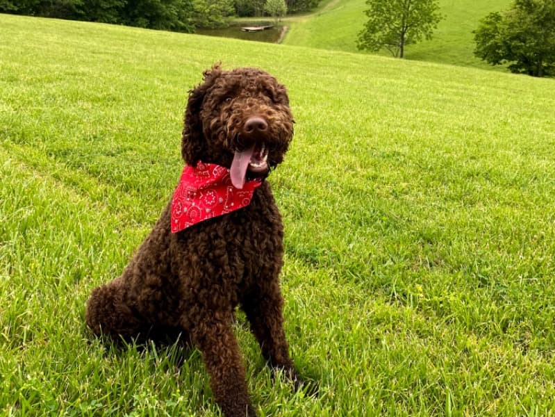 Goldendoodle 5 years 7 months old male large named Oso for breeding in Washington County, Utah | Petmeetly