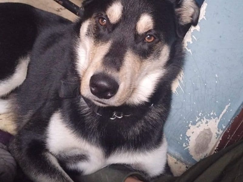 Siberian Husky 1 year 1 month old male medium named Carlos for breeding in Meerut Division, Uttar Pradesh | Petmeetly