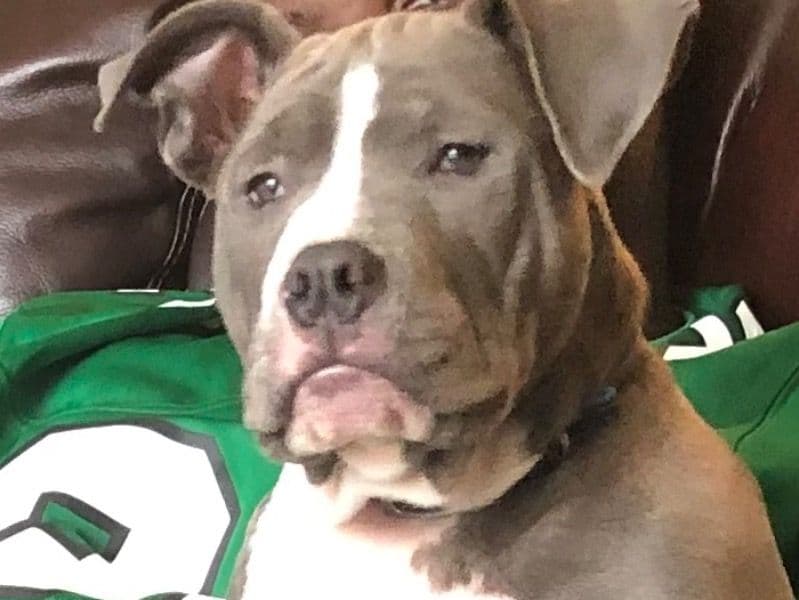 Ice - American PitBull Terrier | Petmeetly