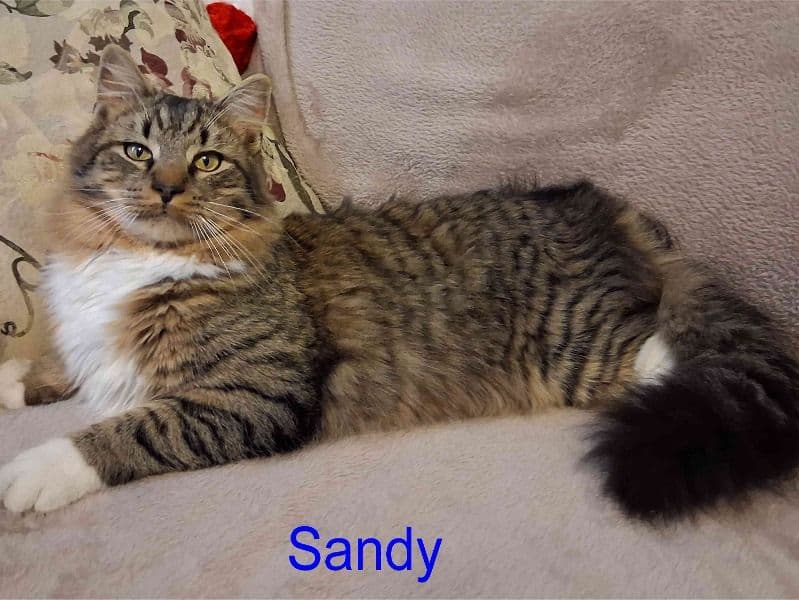 Maine Coon 11 months old male named Sandy for sale in Bucks County, Pennsylvania | Petmeetly