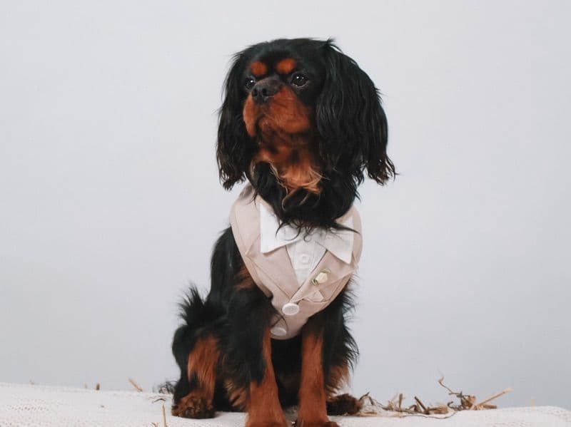 Louie primary photo