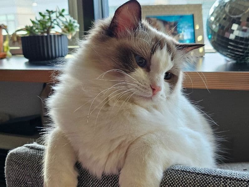 Ragdoll 1 year 6 months old female named Lalatina for breeding in Hudson County, New Jersey | Petmeetly