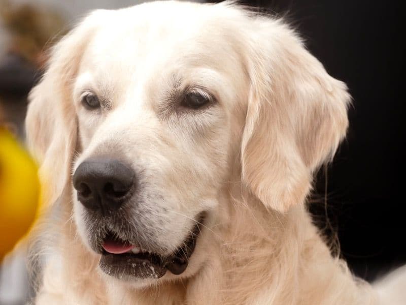 English Golden Retriever 3 years 1 month old male medium named Winter for breeding in Secunderabad, Telangana | Petmeetly