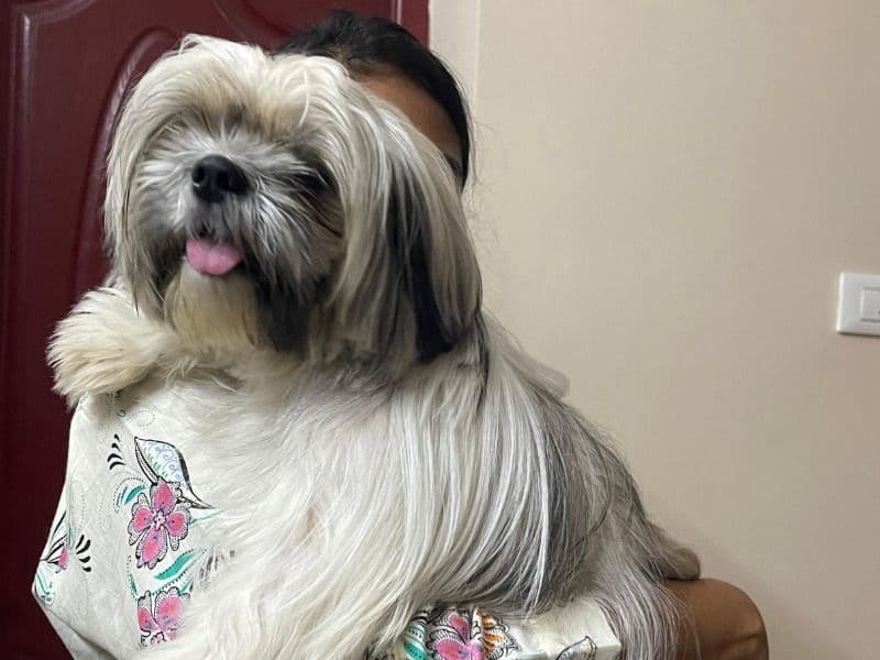 Shih Tzu 1 year 2 months old female medium named Zara for breeding in Konkan Division, Maharashtra | Petmeetly