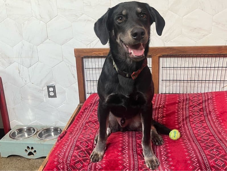 Husky 1 year old male large named Obsidian for adoption in Wayne County, Michigan | Petmeetly