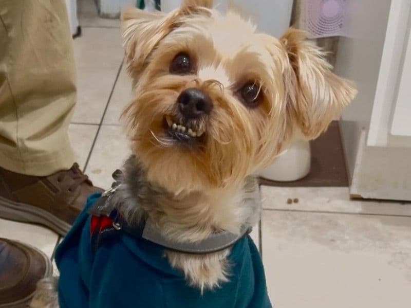 Yorkshire Terrier 3 years 8 months old male small named Sammy for breeding in Hudson County, New Jersey | Petmeetly