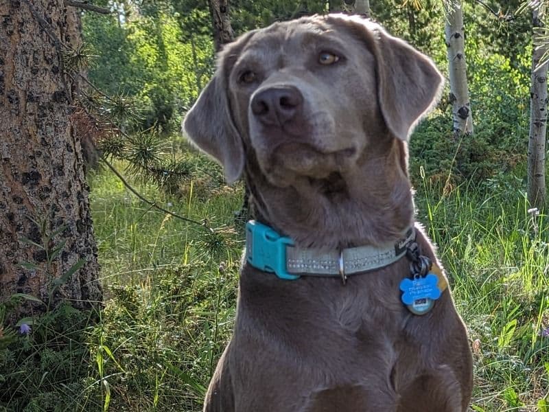 Labrador Retriever 4 years 4 months old female medium named Remi for breeding in Weld County, Colorado | Petmeetly