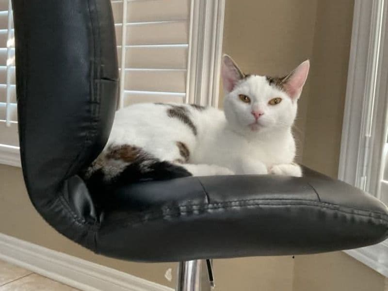 Sugar primary photo