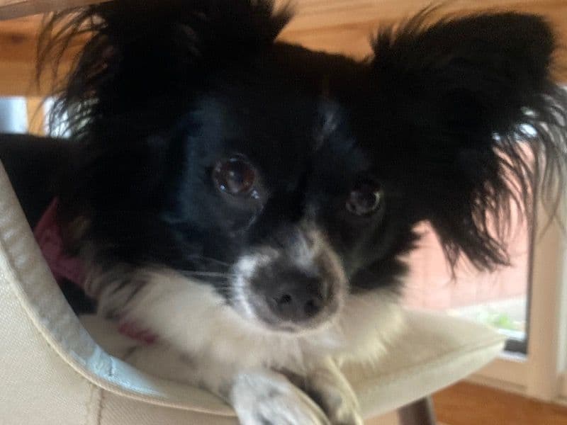 Papillon 3 years 7 months old female small named Milly for breeding in Lehigh County, Pennsylvania | Petmeetly