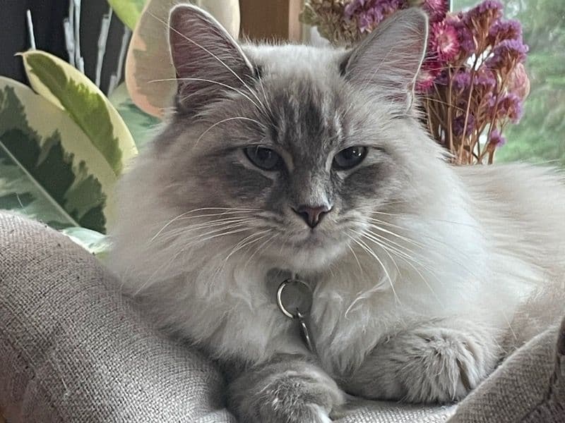 Ragdoll 1 year old female named Keava for breeding in Central Kootenay, British Columbia | Petmeetly