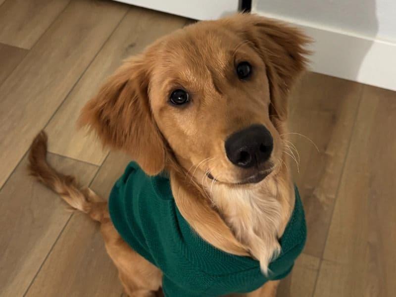 Golden Retriever 1 year 7 months old male large named Duke for breeding in San Joaquin County, California | Petmeetly