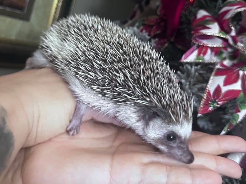 Fancy Mouse 1 year 2 months old female named Emily for adoption in Smith County, Texas | Petmeetly