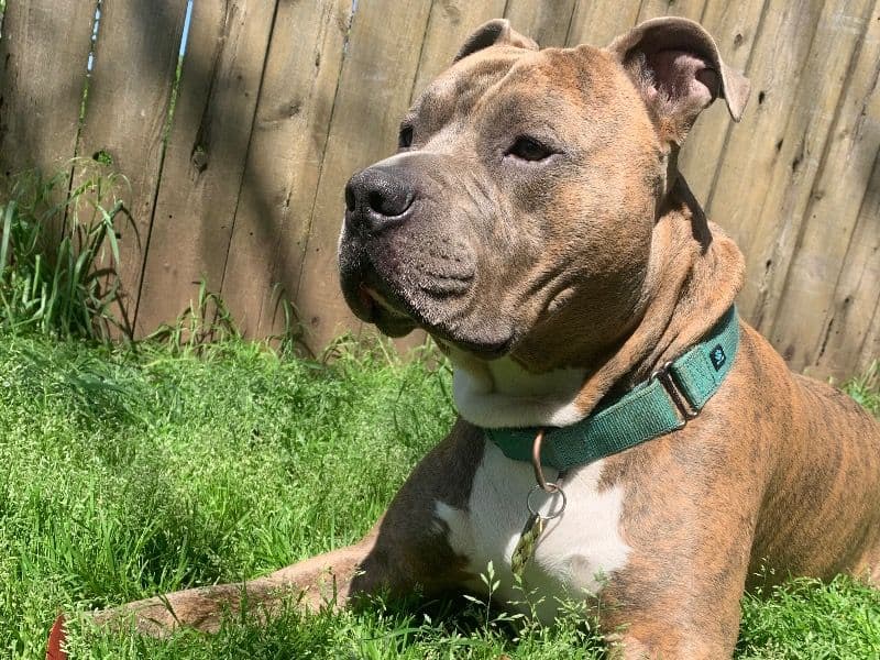 American PitBull Terrier 6 years 5 months old male large named Kai Mana for breeding in Multnomah County, Oregon | Petmeetly
