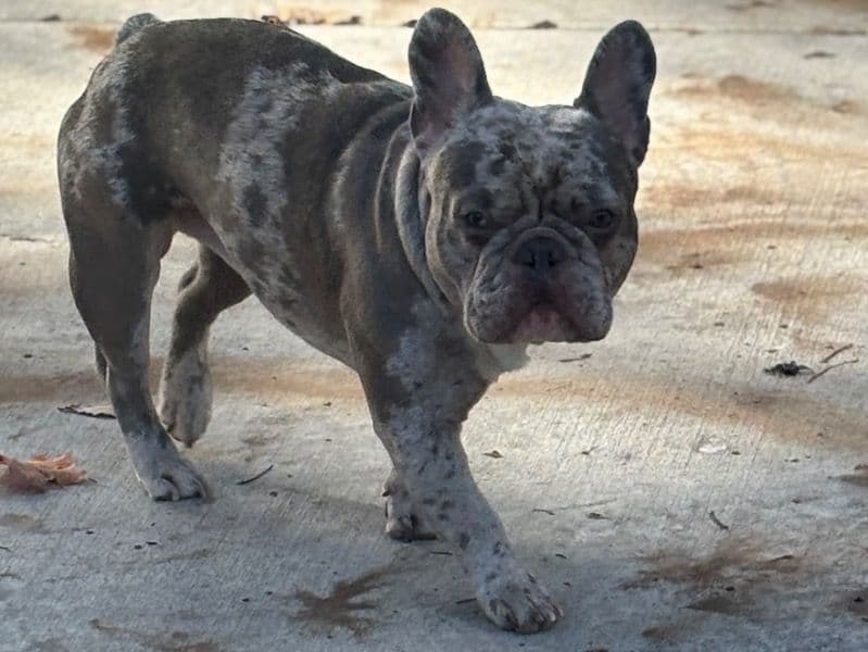 French Bulldog 1 year 9 months old male small named Jax for breeding in Davidson County, Tennessee | Petmeetly