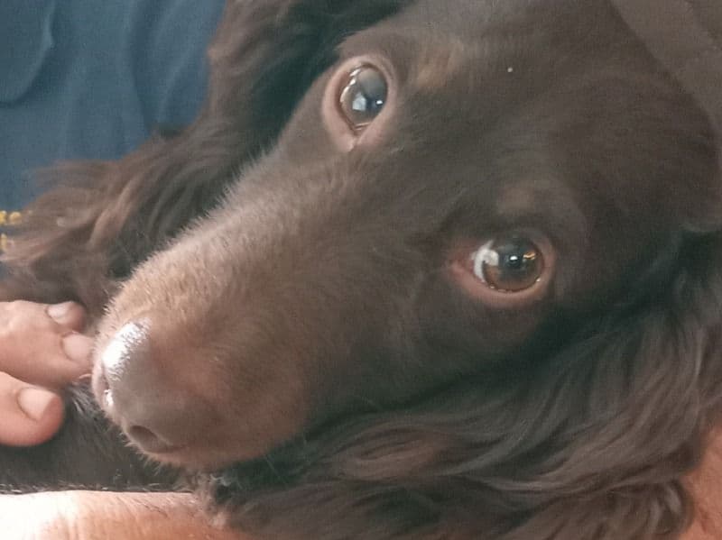 Buster primary photo