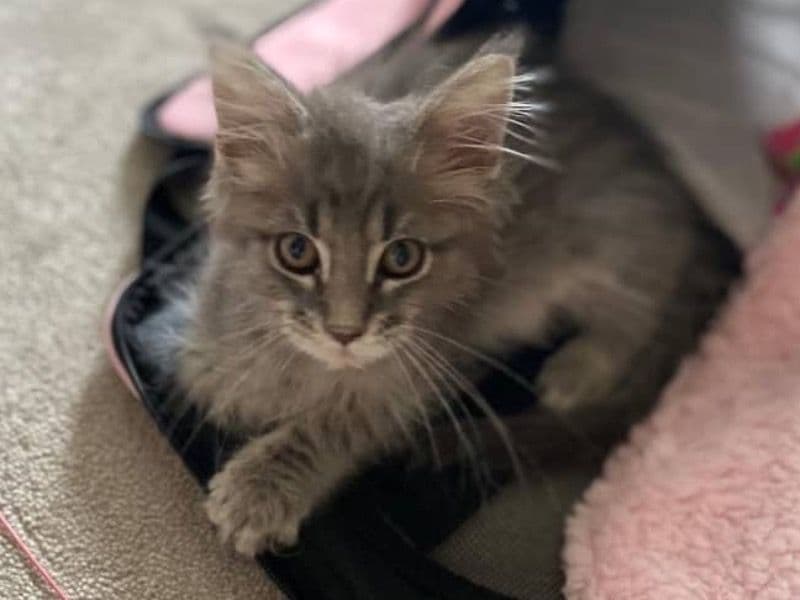 Maine Coon 8 months old female named Bella for sale in Travis County, Texas | Petmeetly