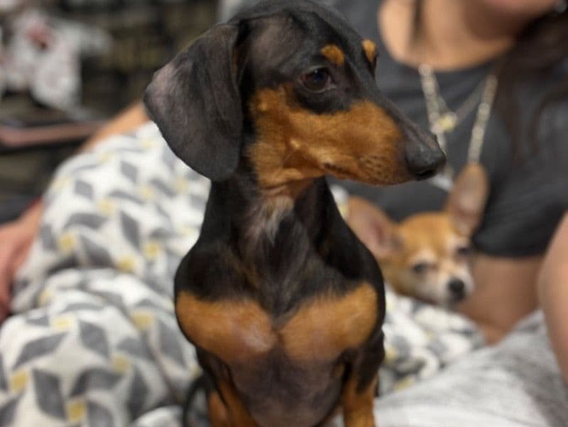 Miniature Dachshund 4 years 9 months old male small named Slinky for breeding in Dallas County, Texas | Petmeetly