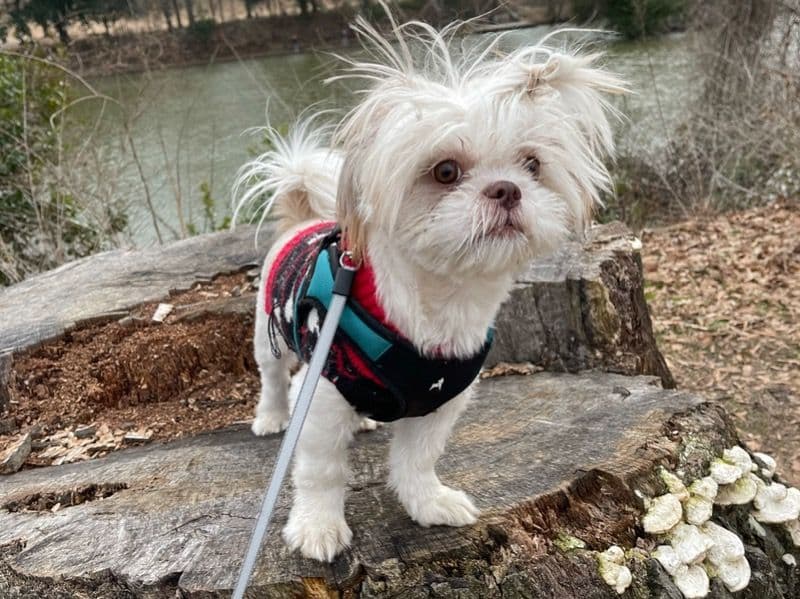 Shih Tzu 5 years 7 months old female small named Cinnamon for breeding in Fulton County, Georgia | Petmeetly