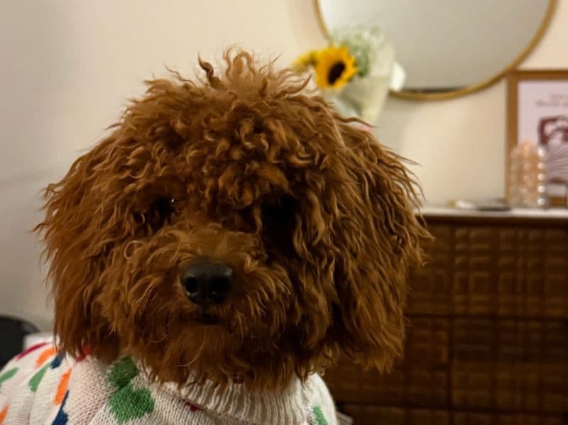 Toy Poodle 11 years old male small named Coco for breeding in Meerut Division, Uttar Pradesh | Petmeetly