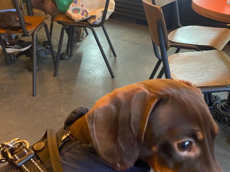 Miniature Dachshund 2 years 2 months old male small named Hugo for breeding in Middlesbrough, England | Petmeetly