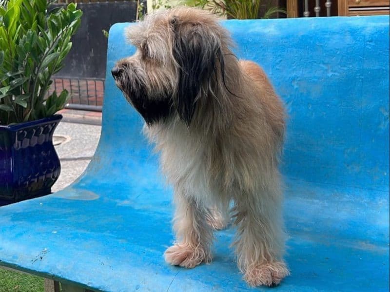 Lhasa Apso 5 years 9 months old male medium named Tuffy for breeding in Secunderabad, Telangana | Petmeetly