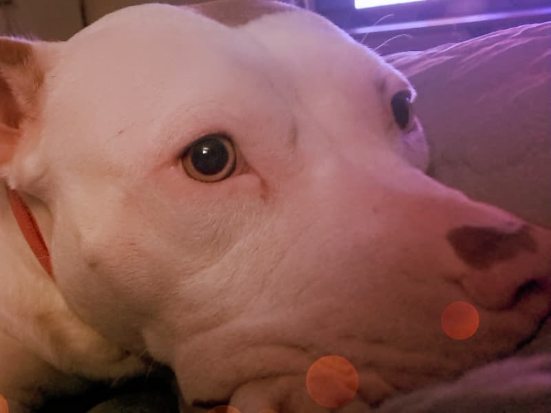 American PitBull Terrier 3 years old female medium named Ameria for adoption in Maury County, Tennessee | Petmeetly