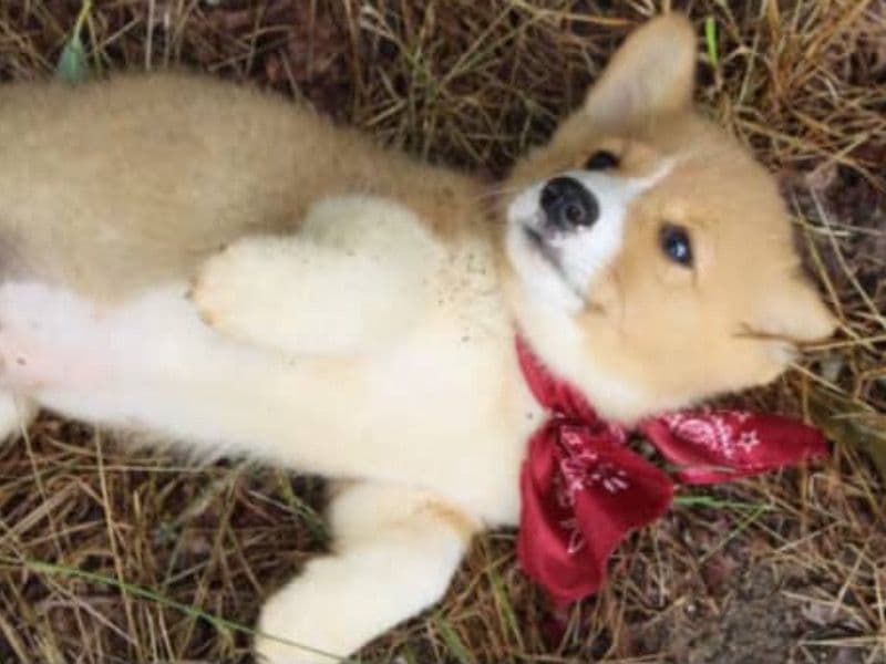 Corgi 6 months old male small named Clark for sale in Duval County, Florida | Petmeetly