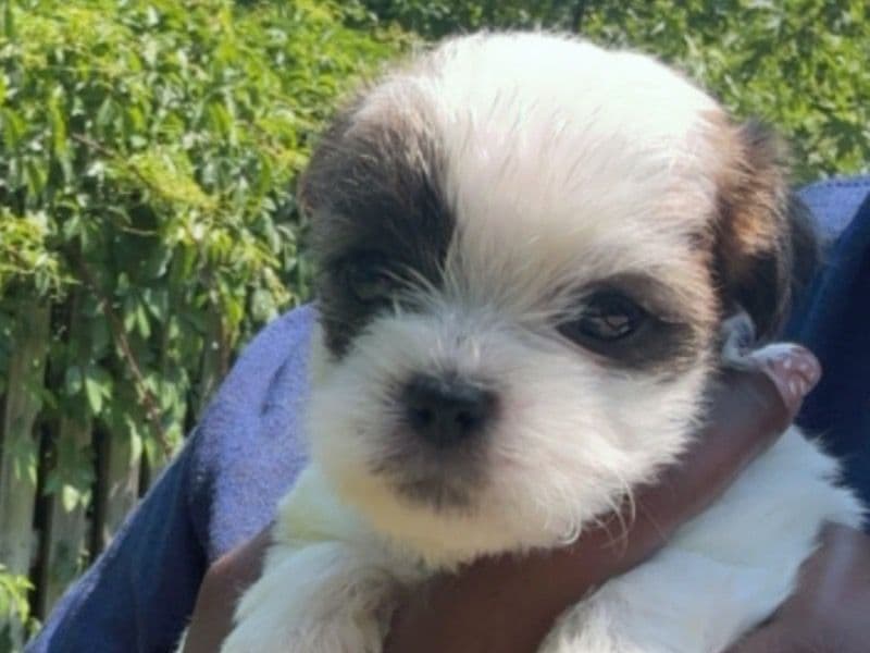 You Name - Morkie | Petmeetly