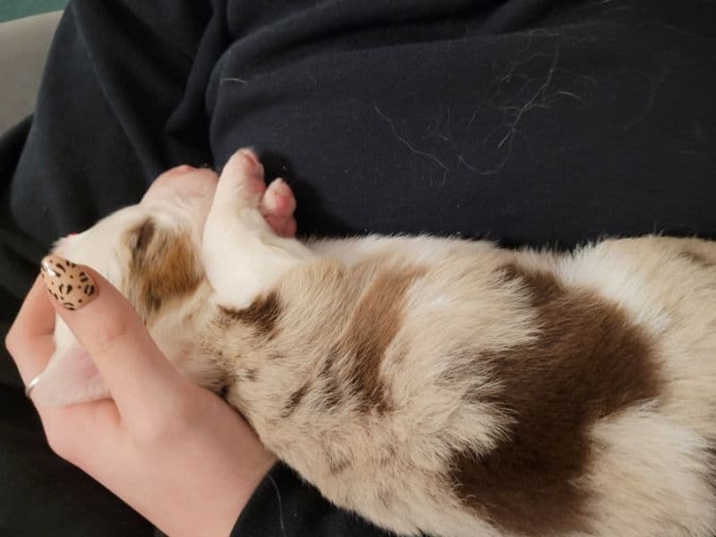 Australian Shepherd 1 month old male medium named Brooks for sale in Newberg, Oregon | Petmeetly