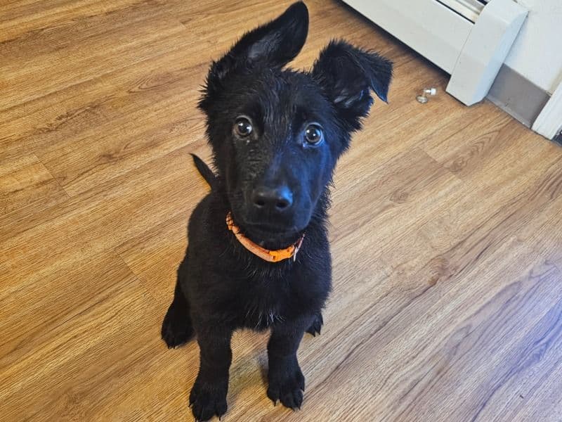 Black German Shepherd 2 months old male large named Loki for sale in Anchorage Municipality, Alaska | Petmeetly