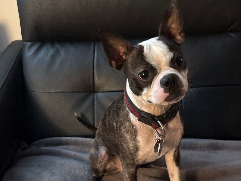 Pepper primary photo