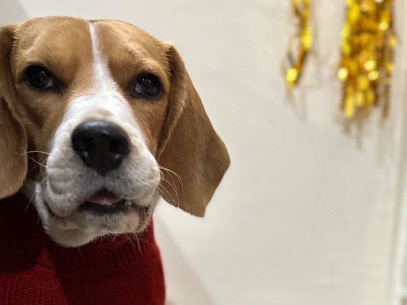 Beagle 5 years 5 months old male medium named Jupiter for breeding in Ropar Division, Punjab | Petmeetly