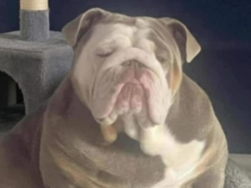 Bulldog 1 year 7 months old male large named Hudson for breeding in Middlesbrough, England | Petmeetly