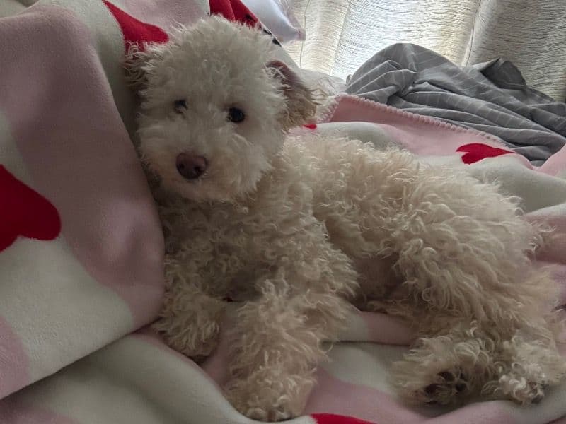 Miniature Poodle 1 year old male medium named Rayo for sale in Miami-Dade County, Florida | Petmeetly