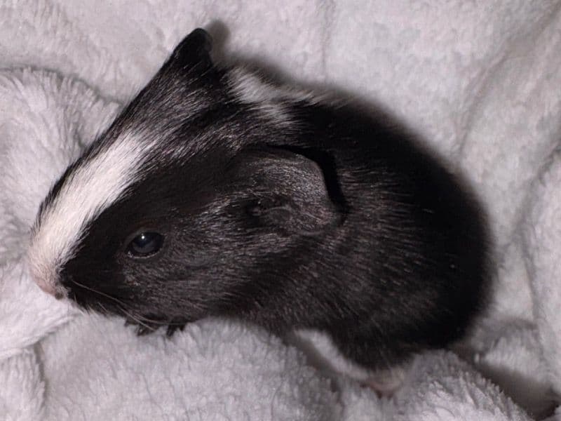 Nun primary photo