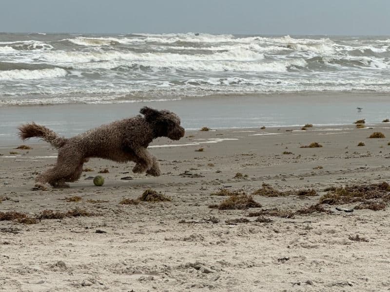 Portuguese Water Dog 3 years 11 months old male medium named Benjamin for breeding in New Braunfels, Texas | Petmeetly