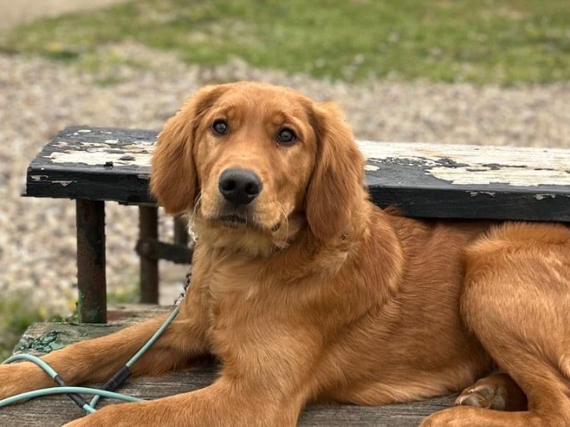 Golden Retriever 1 year 5 months old male large named Cosmo for breeding in Gallia County, Ohio | Petmeetly